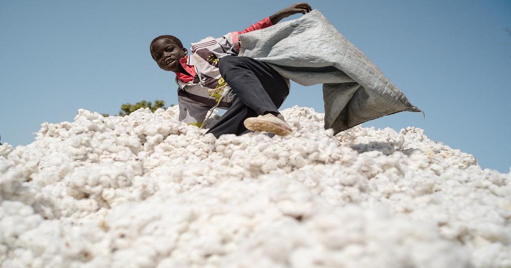 Mali records highest cotton production » Africa Global Village