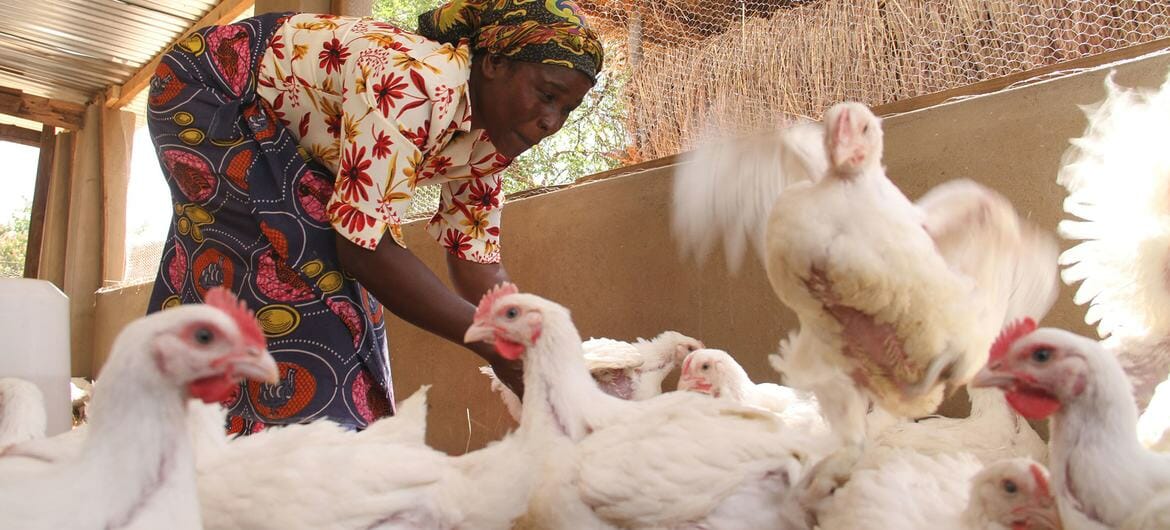 Chickens are a widely held economic and nutritional asset in rural Africa and are frequently managed by women. Chickens are a widely held economic and nutritional asset in rural Africa and are frequently managed by women.
